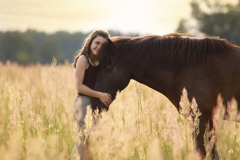 Islandpferdeportrait im Sonnenuntergang